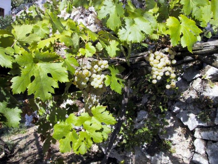 The best wines of Amalfi Coast